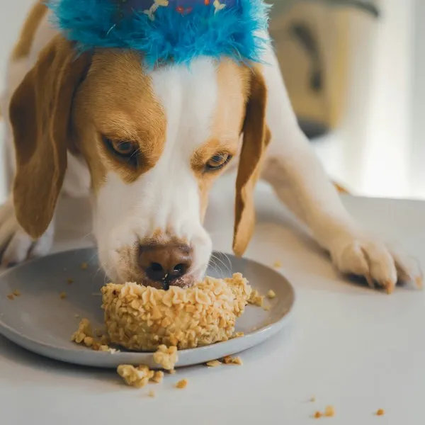 Beagle avec un chapeau à plumes bleues qui dévore son gâteau d'anniversaire