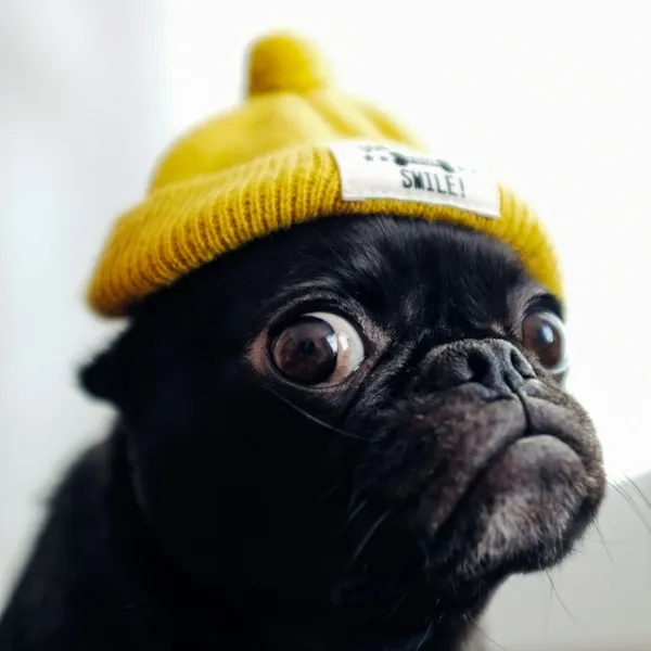 Carlin noir aux yeux ronds coiffé d'un bonnet jaune