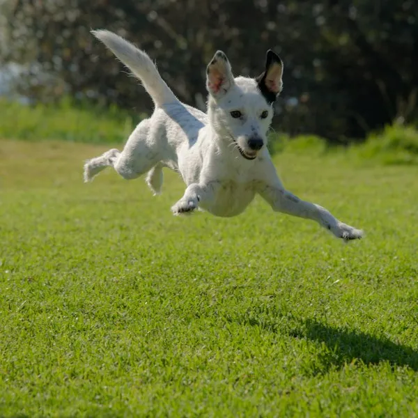 Petit chien blanc qui bondit dans l'herbe, les quatre pattes en l'air