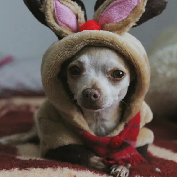 Chihuahua emmitouflé dans un sweat à oreilles de lapin
