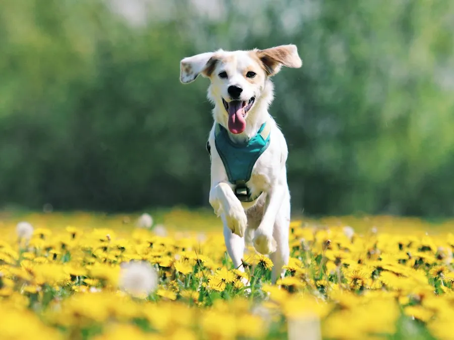 Chien blanc tout joyeux qui court langue au vent dans un champ de fleurs jaunes