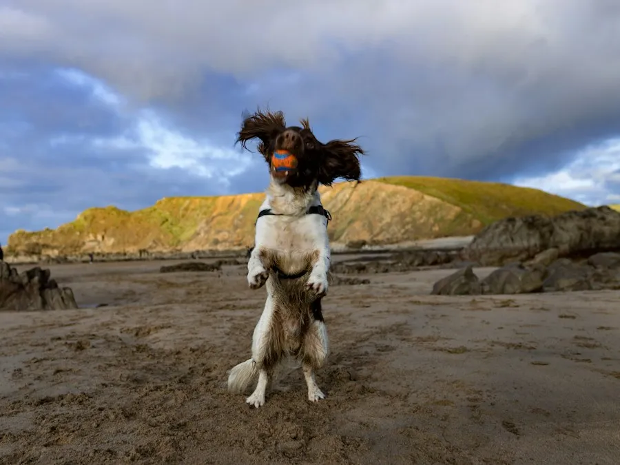 Chien dressé sur ses pattes arrière, oreilles au vent, sur une plage au pied des collines