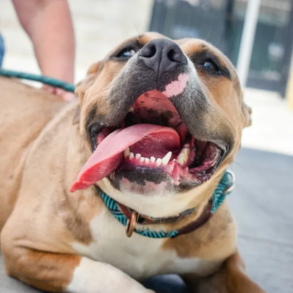 Staffie souriant, langue pendante, qui regarde l'objectif