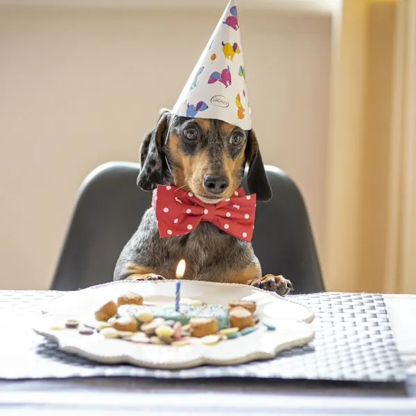 Teckel avec chapeau pointu et nœud papillon rouge devant son gâteau d'anniversaire