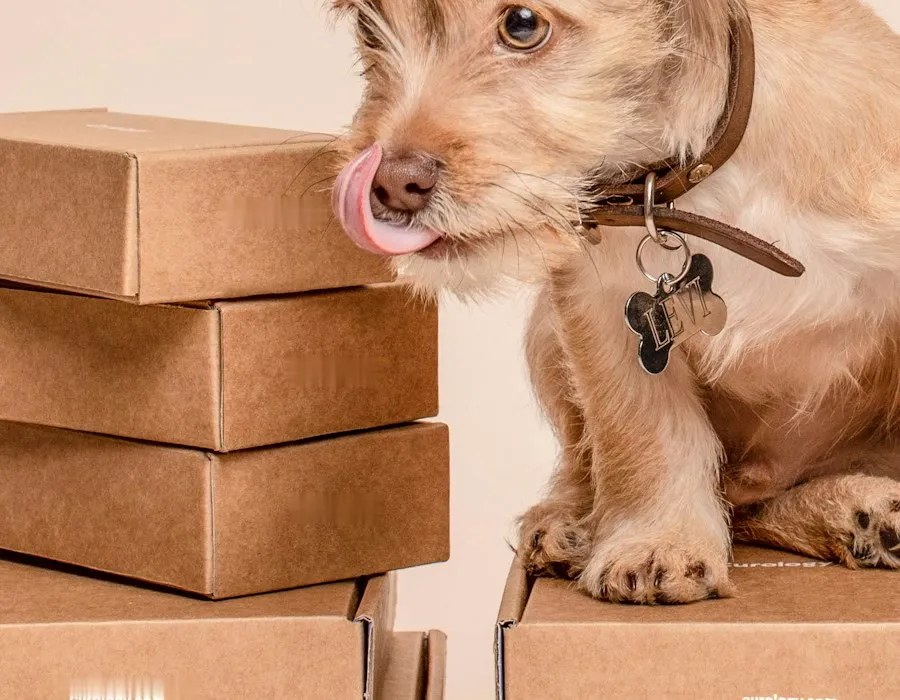 Petit chien qui se lèche le museau à côté d'une pile de boîtes en carton kraft